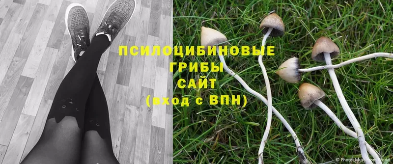 Галлюциногенные грибы Cubensis  как найти наркотики  OMG tor  Почеп 